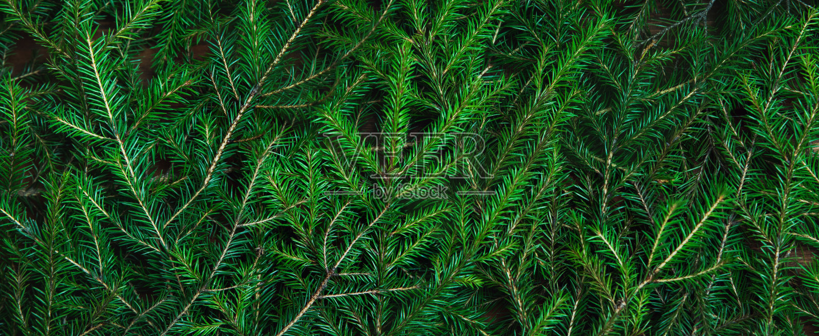 圣诞树树枝的背景纹理照片摄影图片