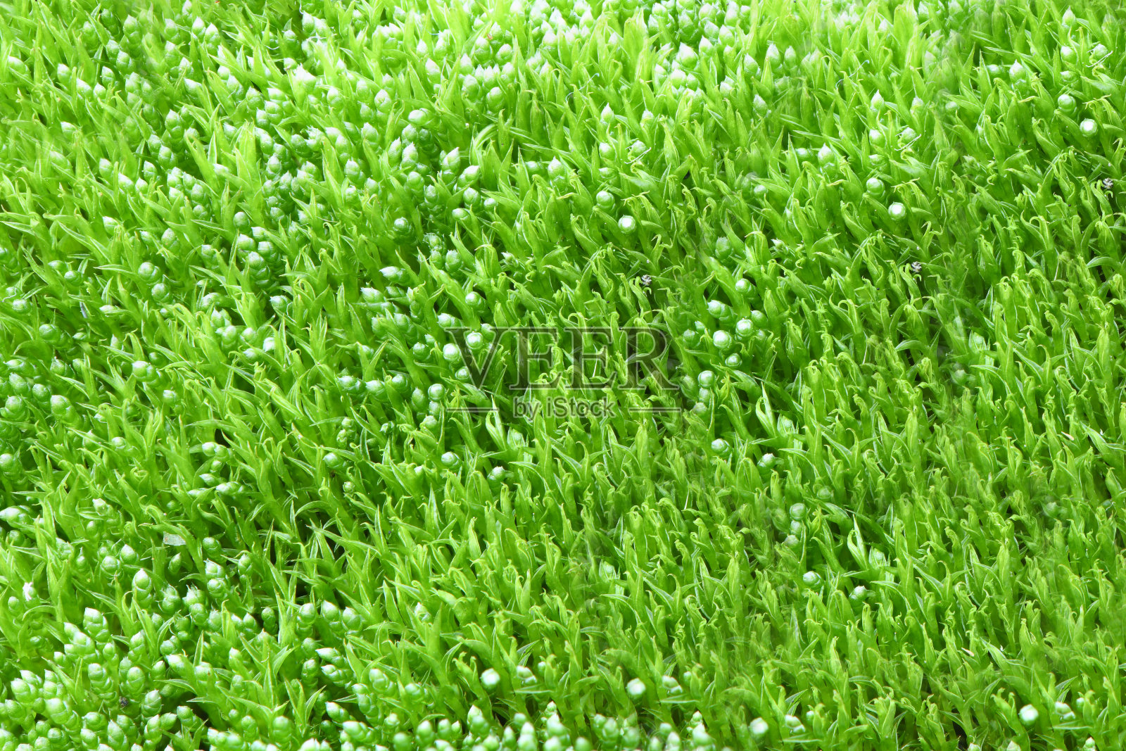 俯视图绿色苔藓背景照片摄影图片