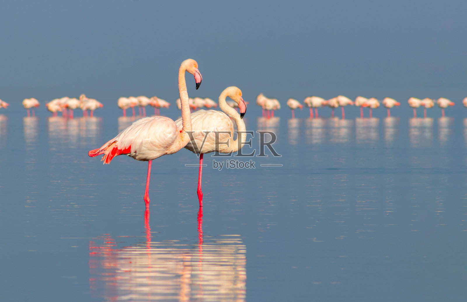 美丽的非洲火烈鸟的特写,站在静止的水与反射。照片摄影图片