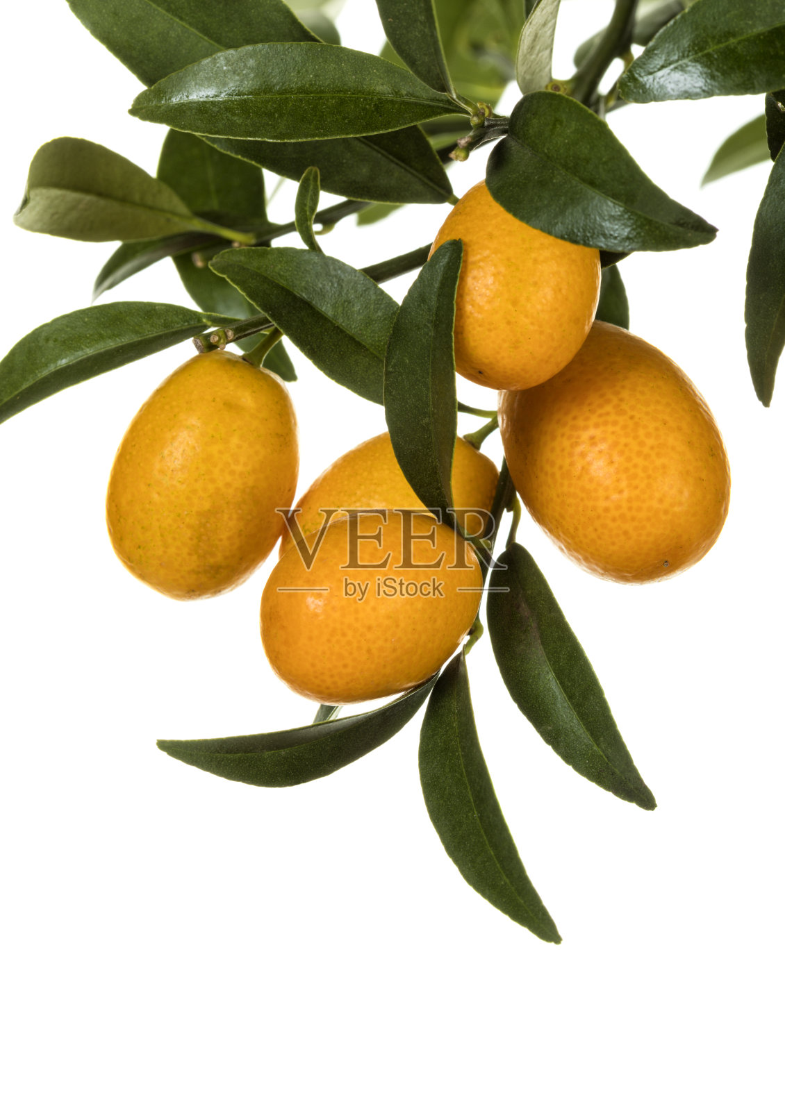 成熟的金桔果实在树上近距离孤立照片摄影图片