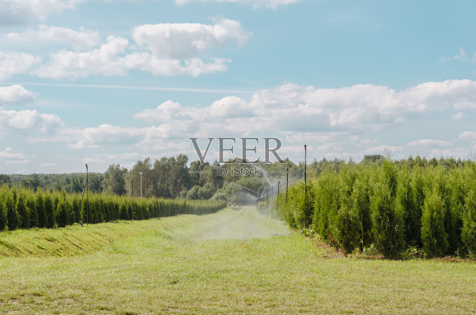 苗圃中杜仲的灌溉照片摄影图片