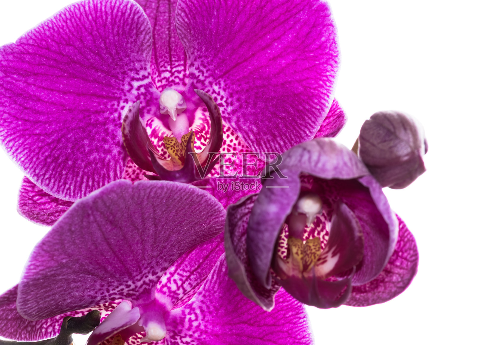 一个红色紫罗兰暴露兰花的特写照片摄影图片