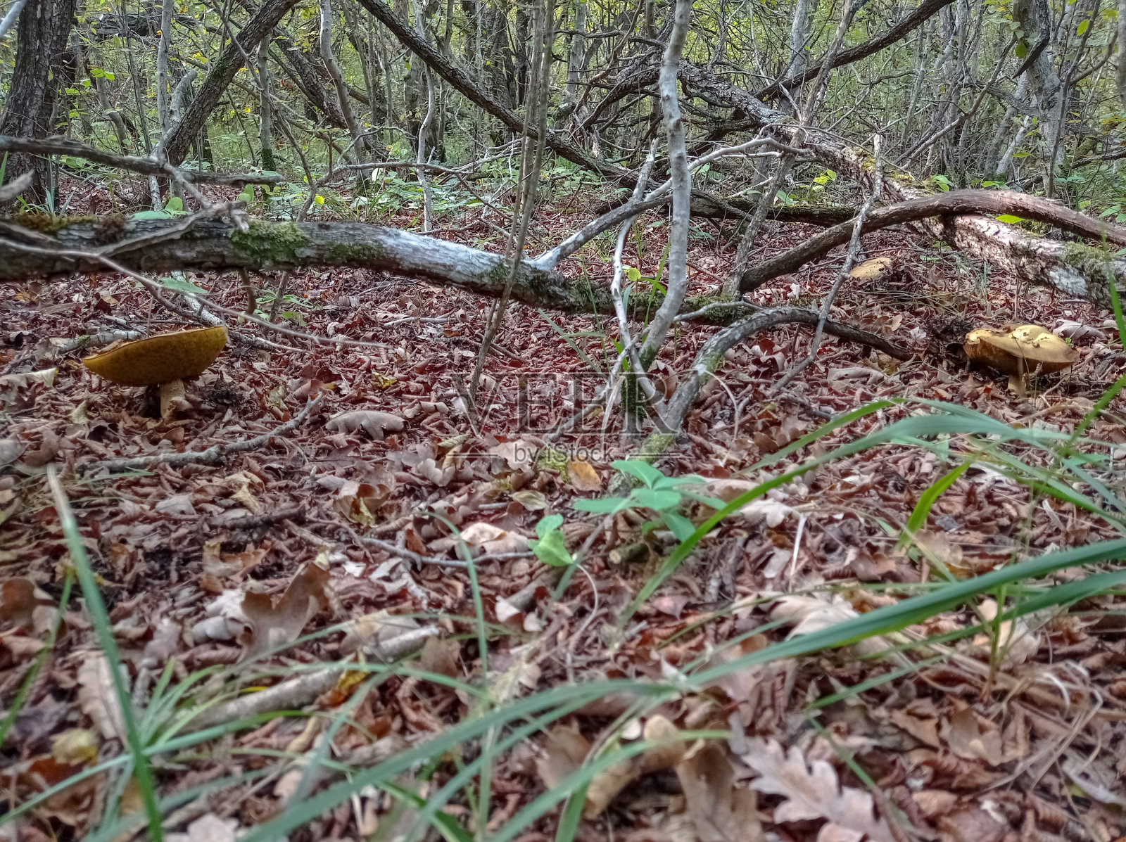 秋叶中的蘑菇,断枝间的蘑菇。森林。照片摄影图片