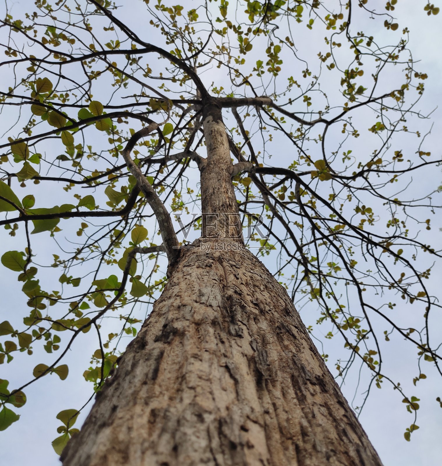 柚木树照片摄影图片