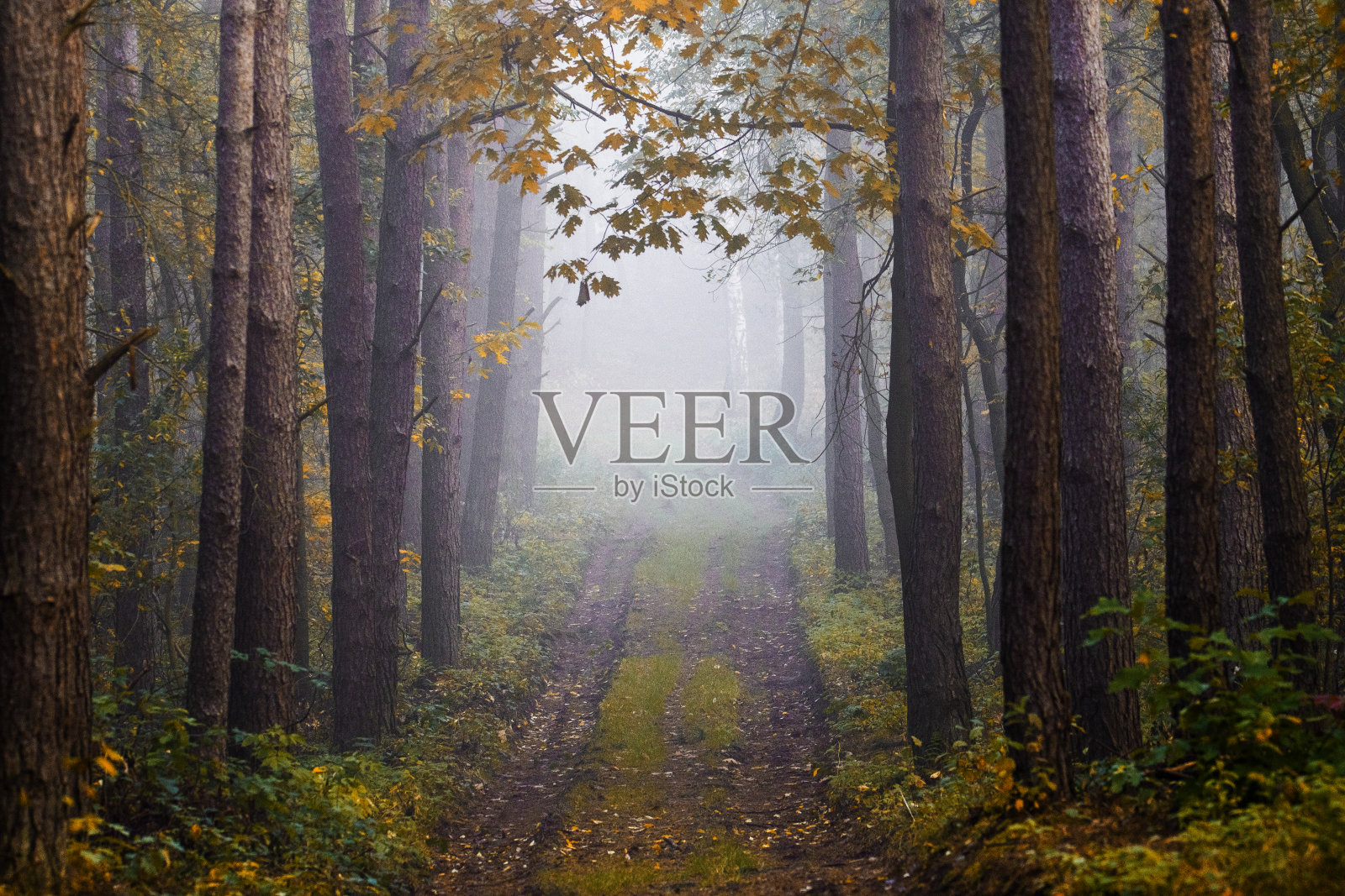 秋天森林里有雾照片摄影图片