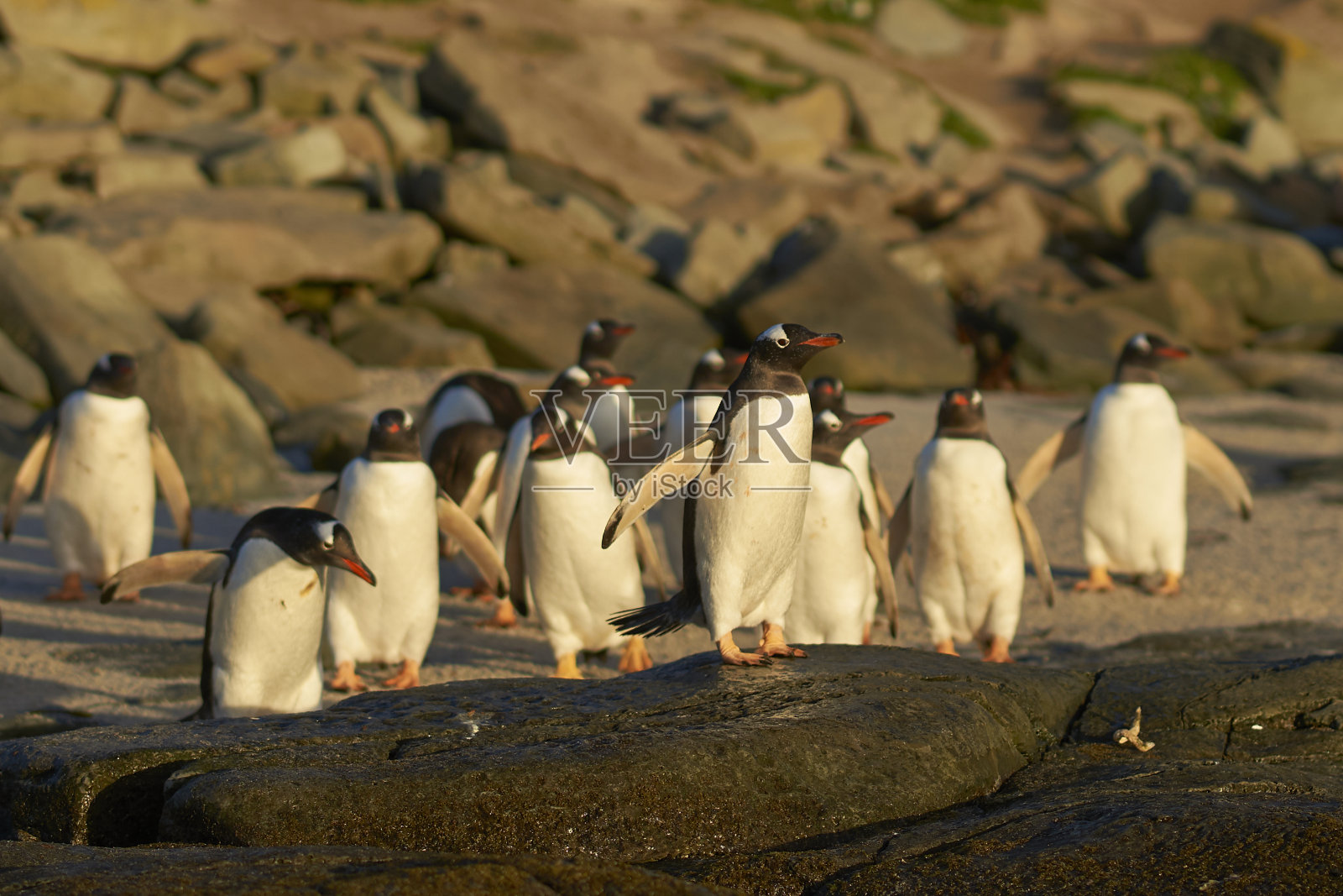 巴布亚企鹅要出海照片摄影图片