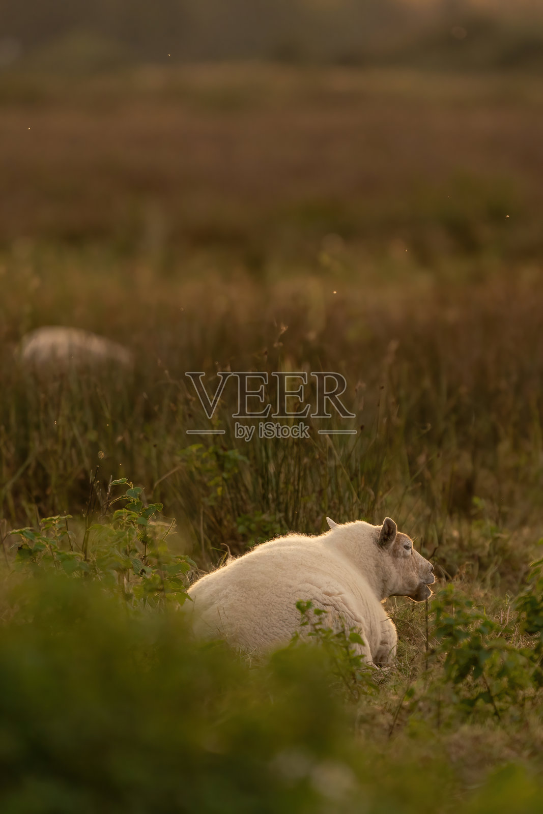 秋天,太阳在田野里升起,荷兰羊在吃新鲜的绿草照片摄影图片