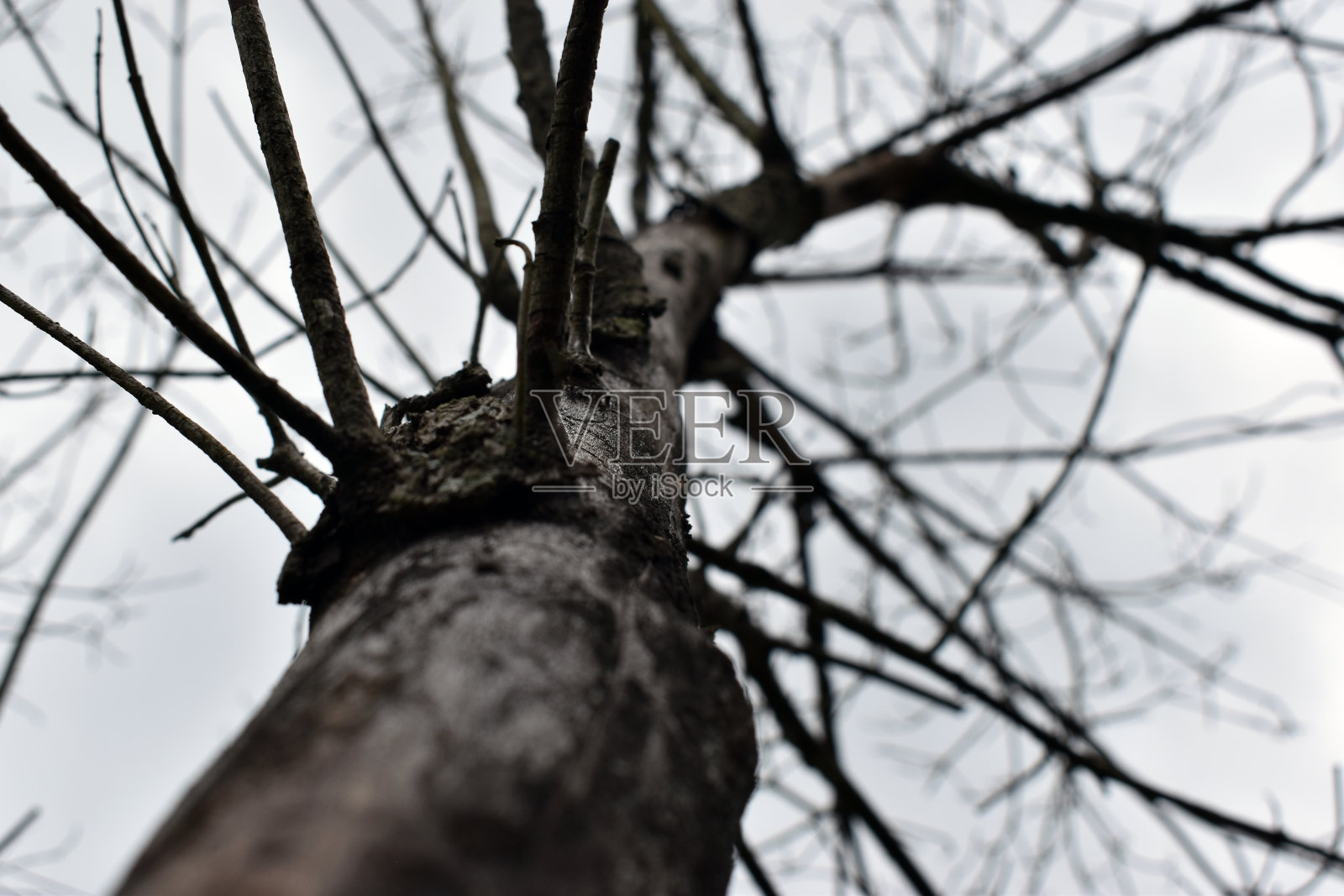 阴天下阴森的光秃秃的树枝照片摄影图片