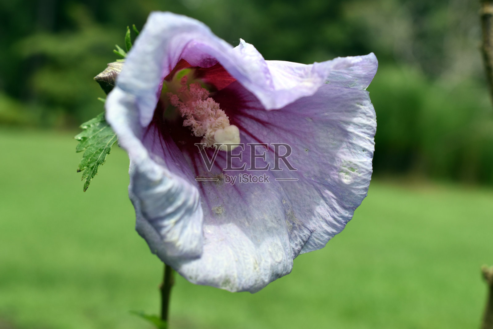 沙伦玫瑰照片摄影图片