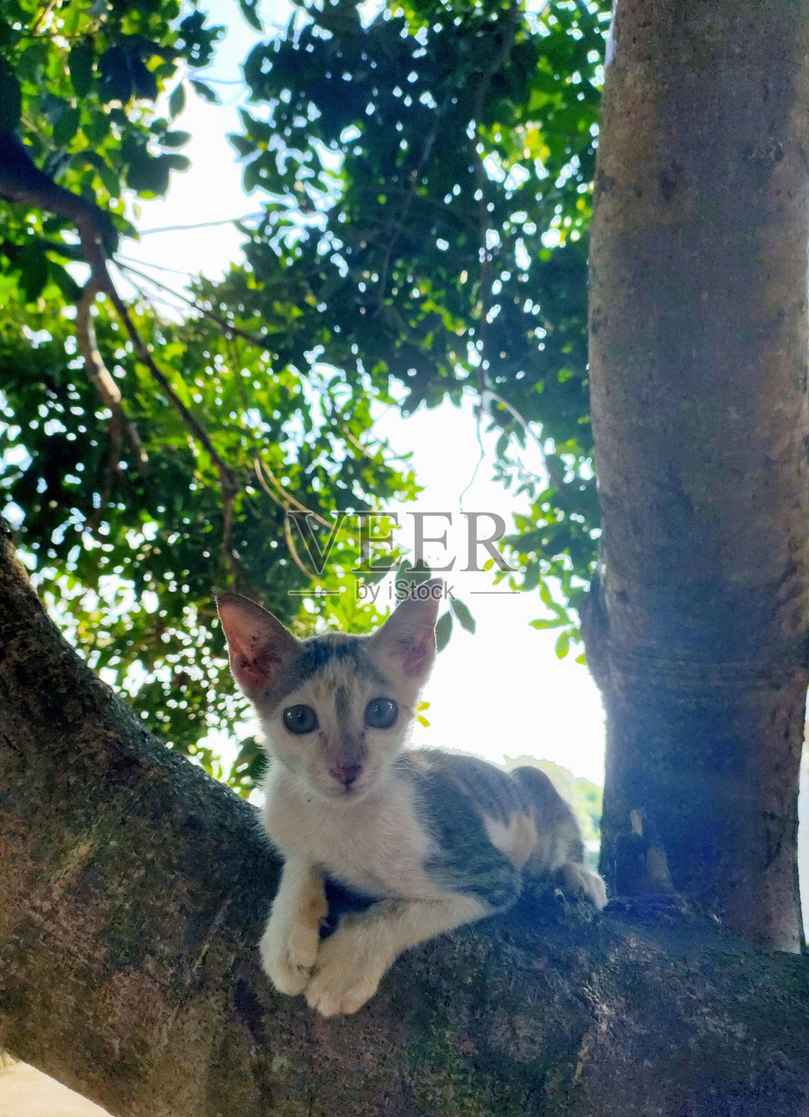 猫看着我照片摄影图片