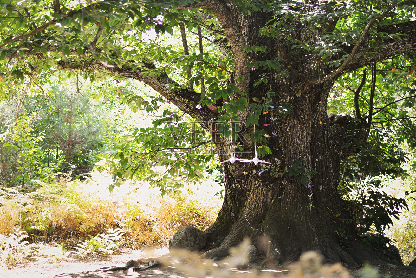 美丽的百年栗树在郁郁葱葱的森林里挂着纸鸟照片摄影图片