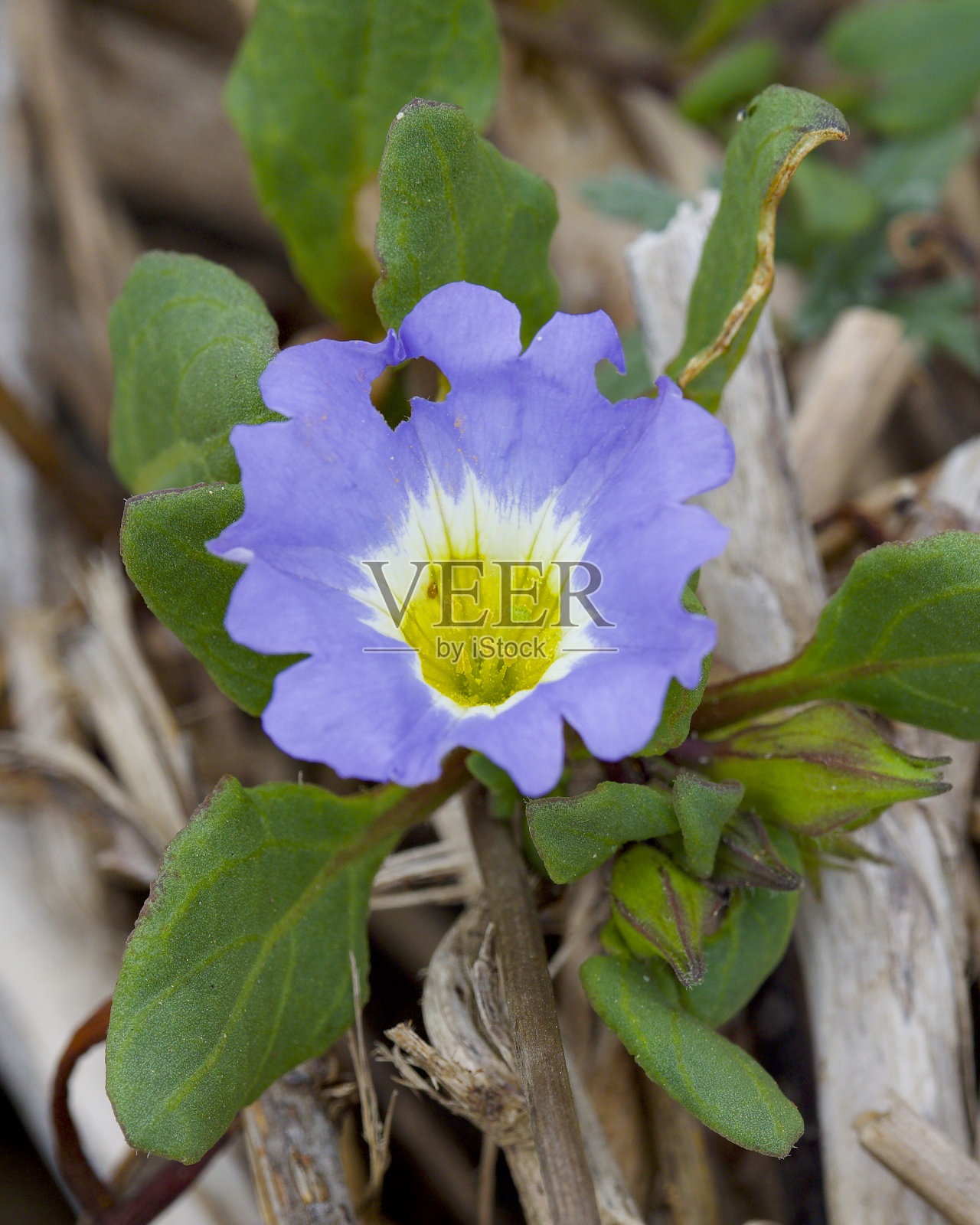 一朵智利风铃花照片摄影图片