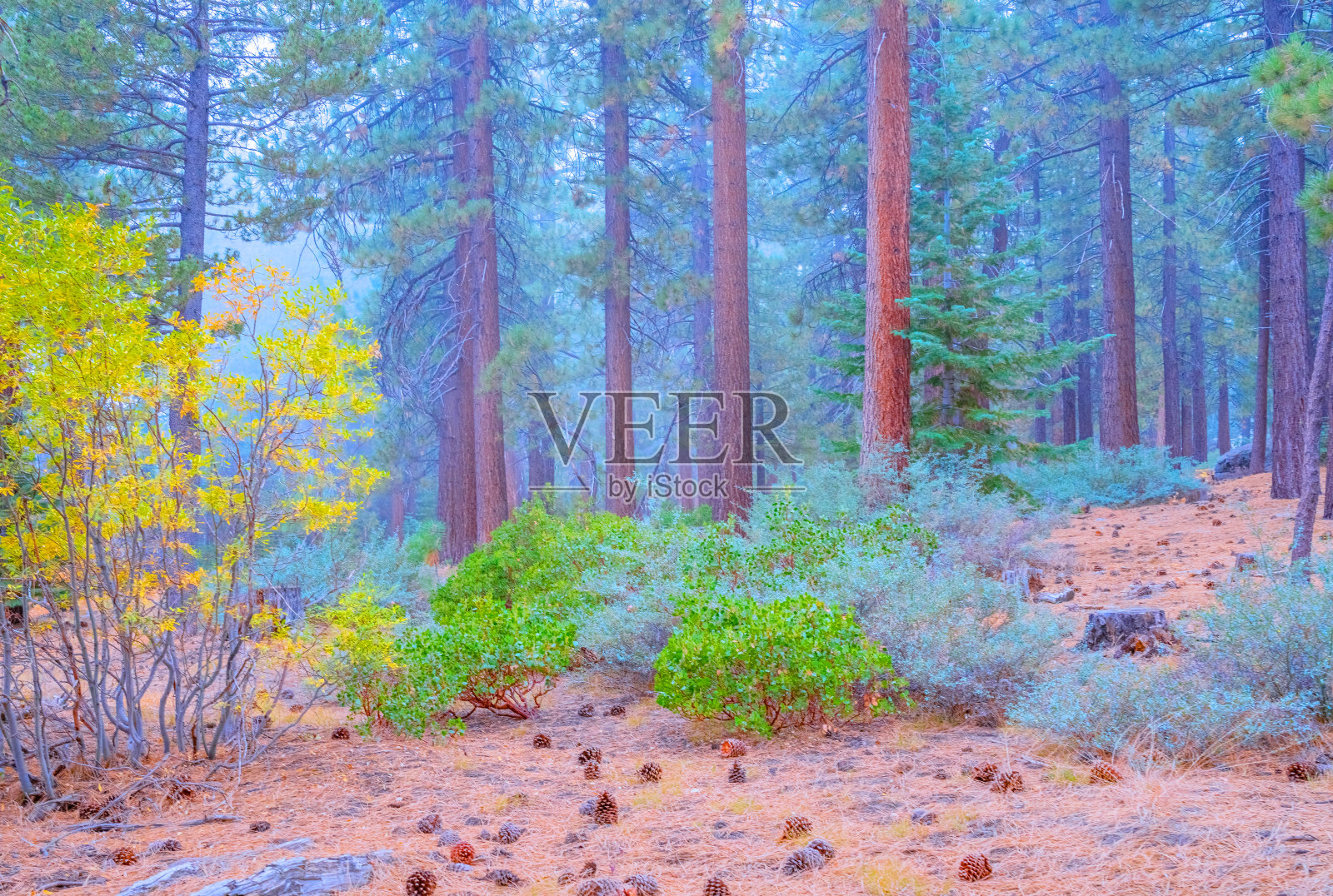 加利福尼亚大熊湖雾蒙蒙的松林照片摄影图片