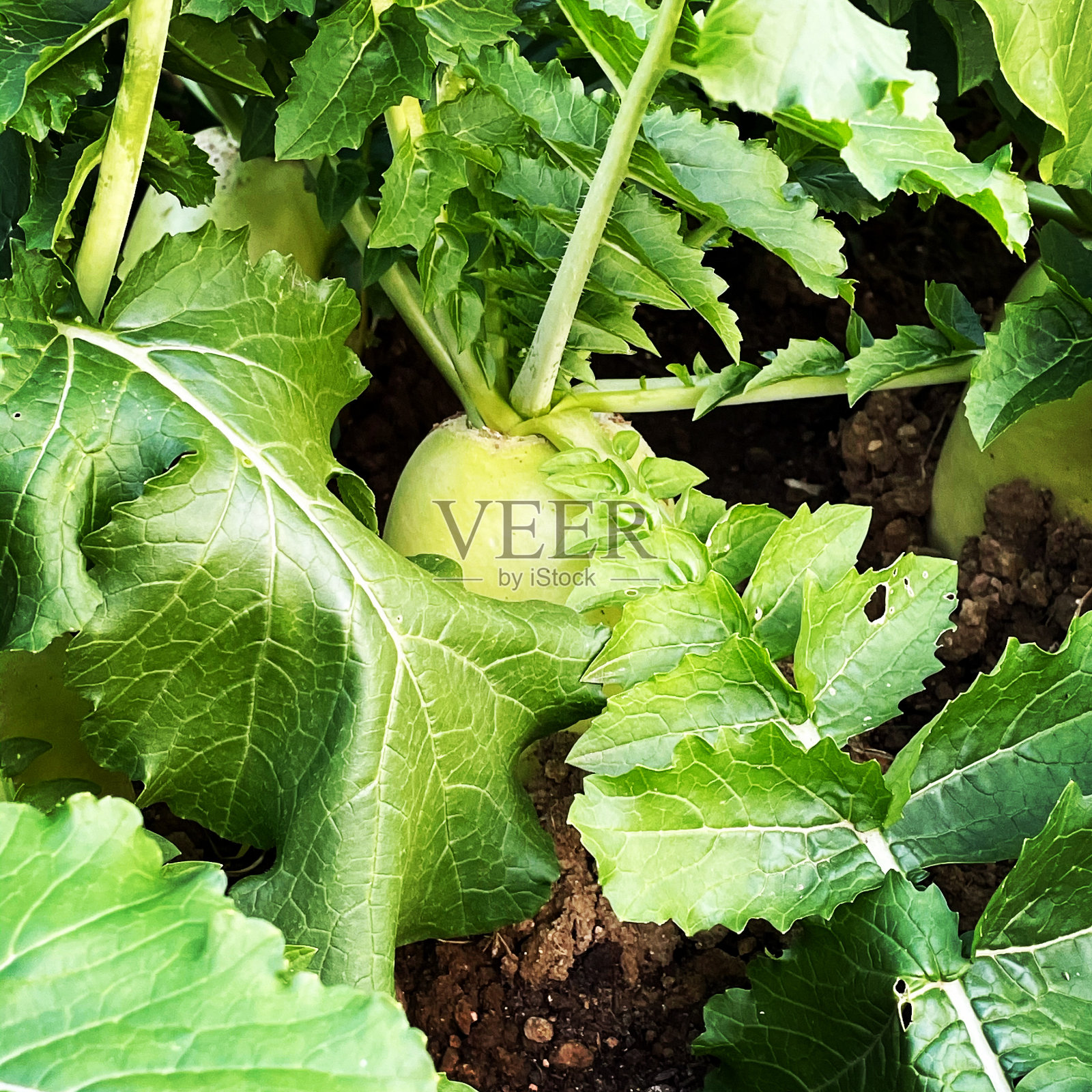 秋季作物领域照片摄影图片