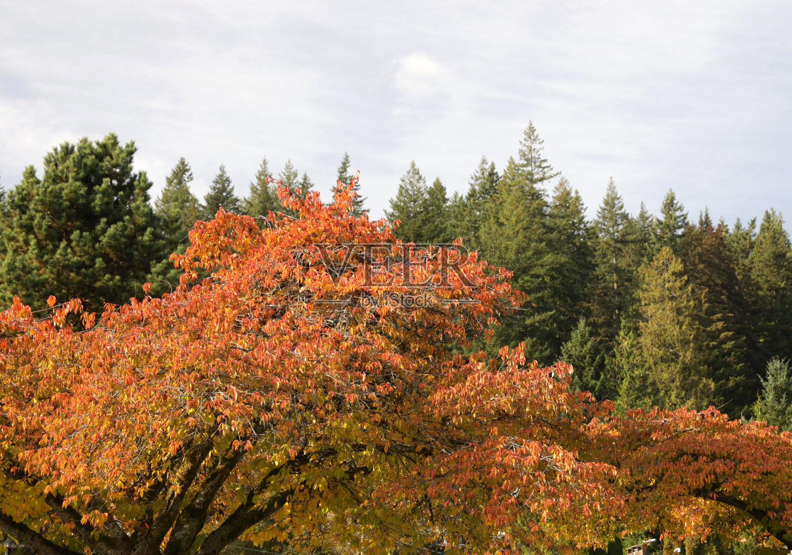 加拿大秋天的落叶树木和常绿植物照片摄影图片