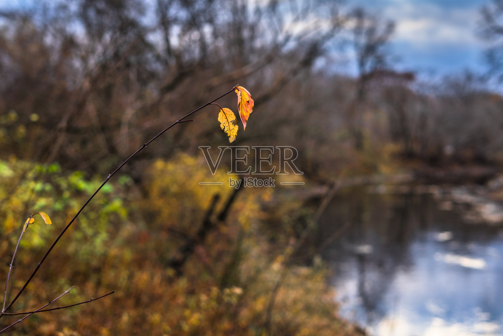 秋天的落叶照片摄影图片
