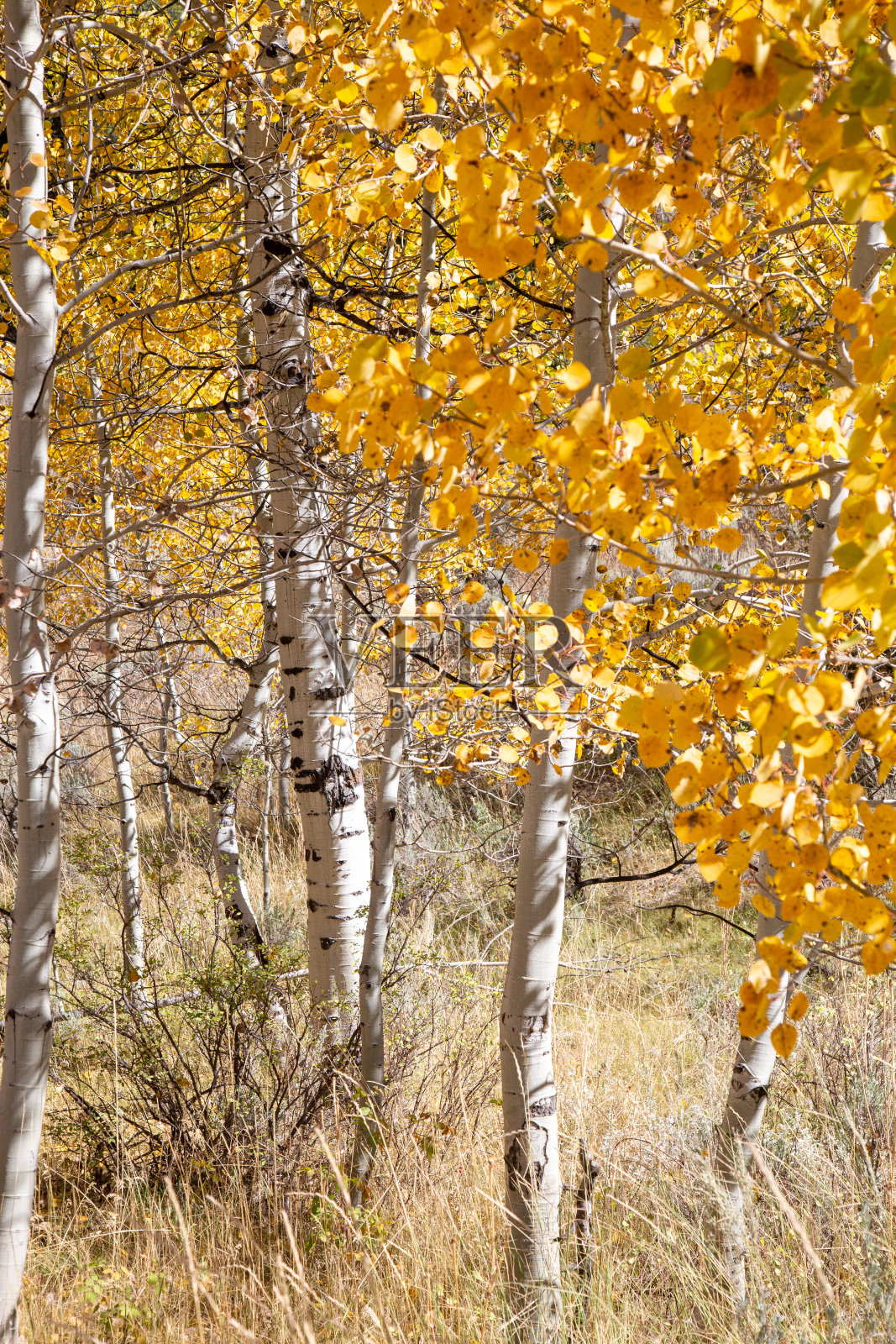 秋天在爱达荷州照片摄影图片
