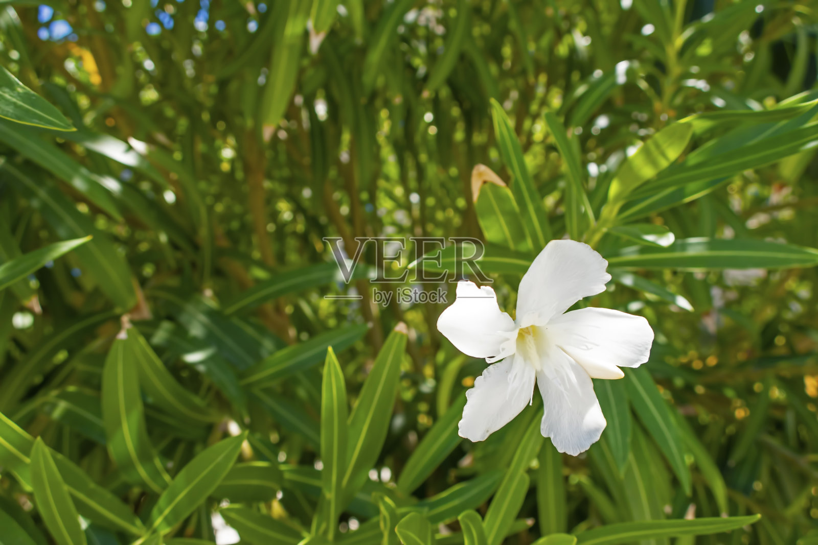 近距离观察花园中五彩缤纷的花朵照片摄影图片