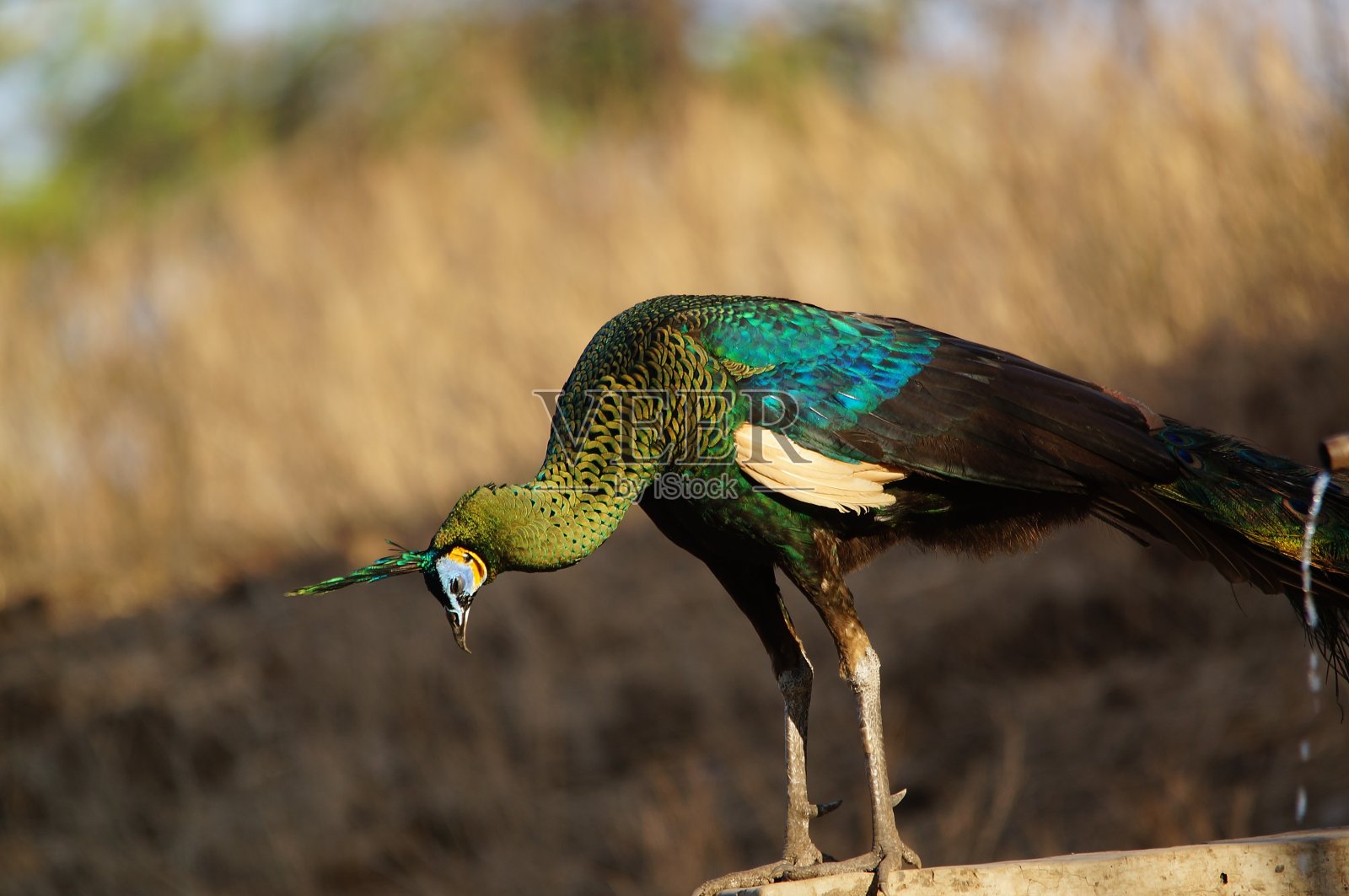 雄孔雀在森林里照片摄影图片