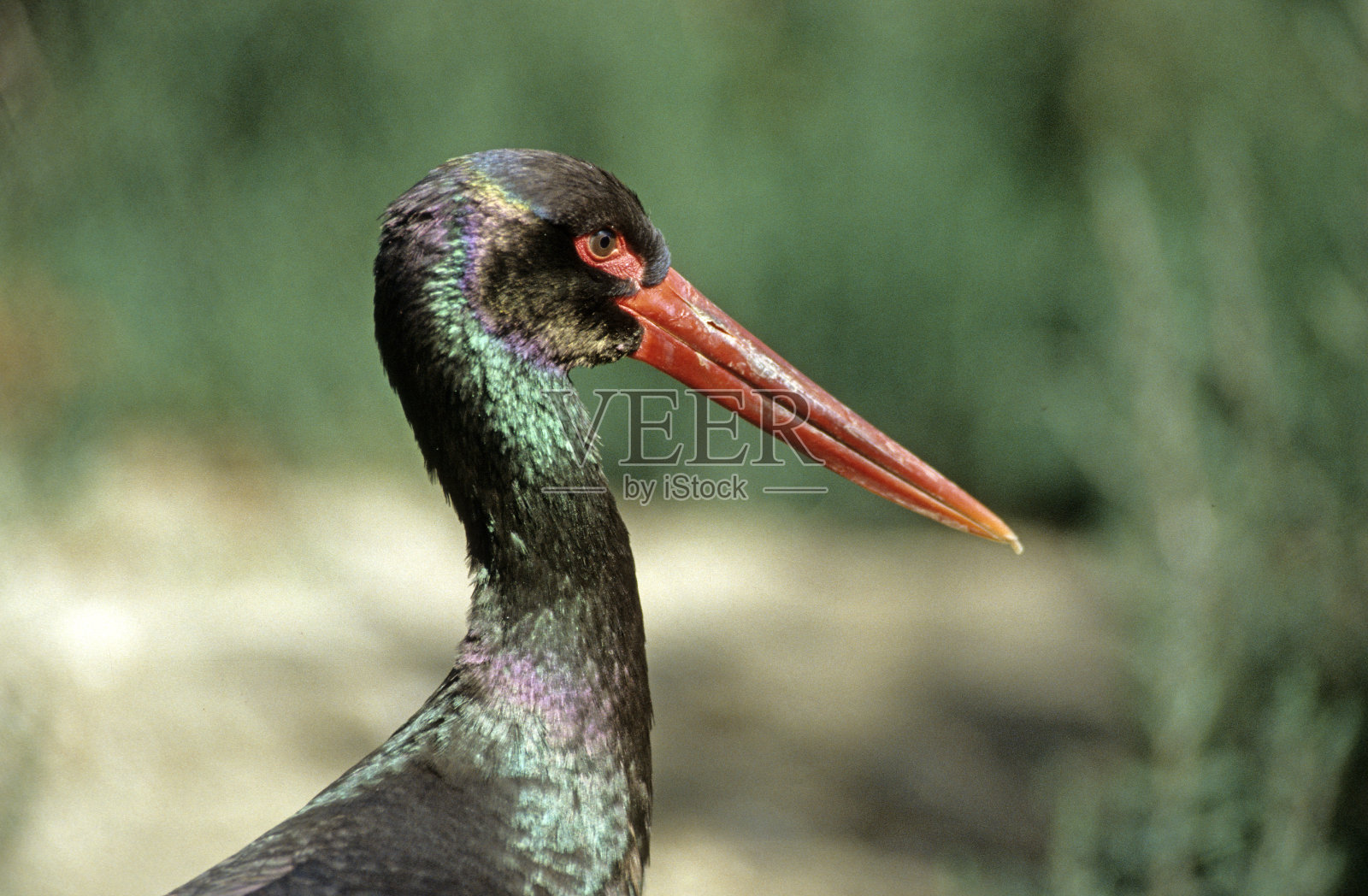 黑鹳照片摄影图片