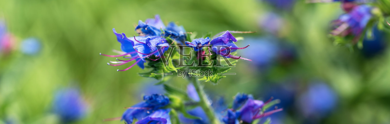 一个紫色和蓝色花的特写照片摄影图片