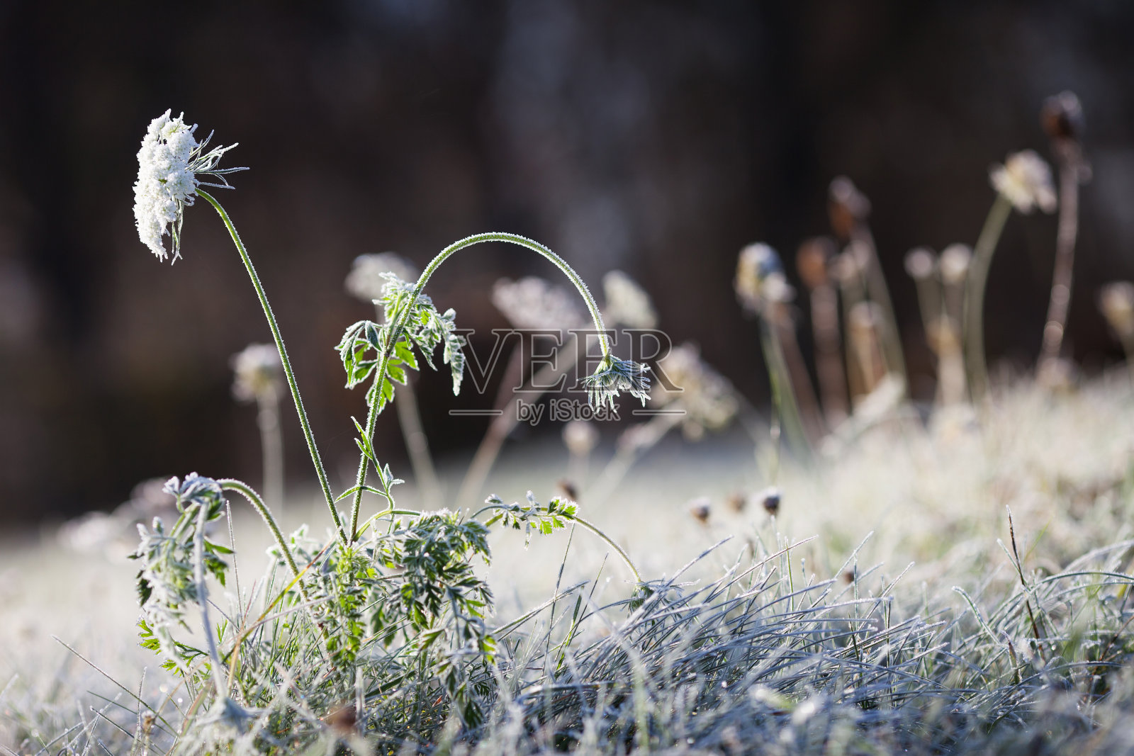 草地上的干草上结霜。霜覆盖草或野花。秋天乡间草地上的初霜。冬天的背景。软——。本空间照片摄影图片