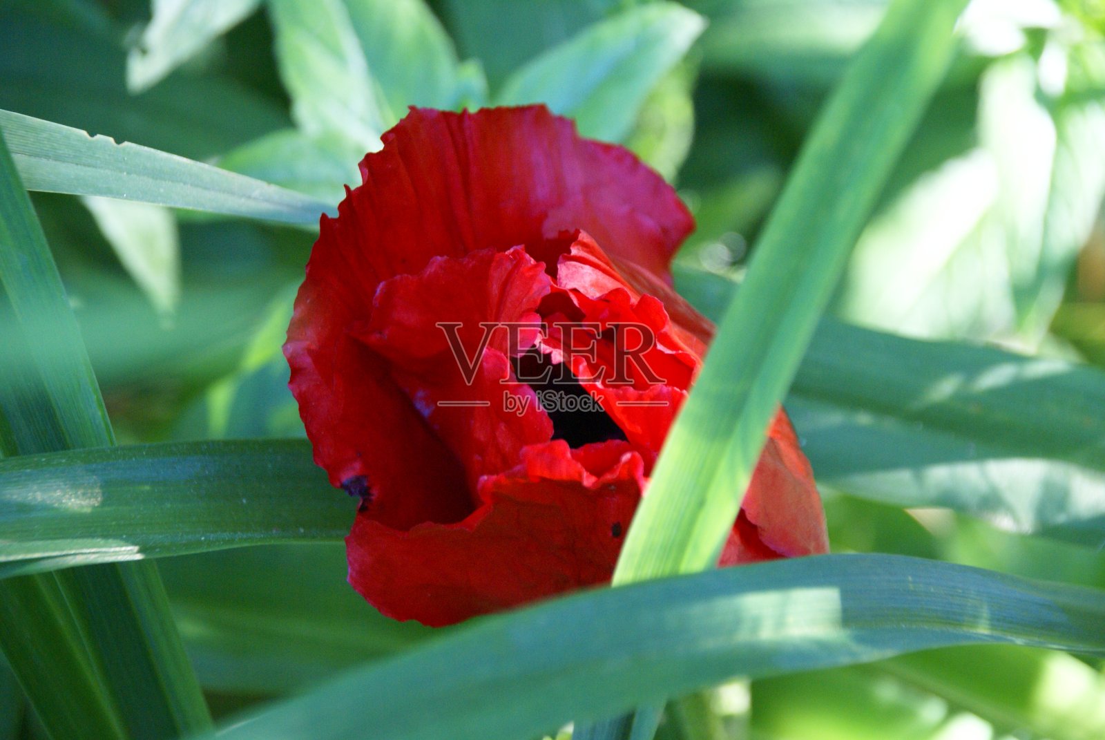 红色的花照片摄影图片