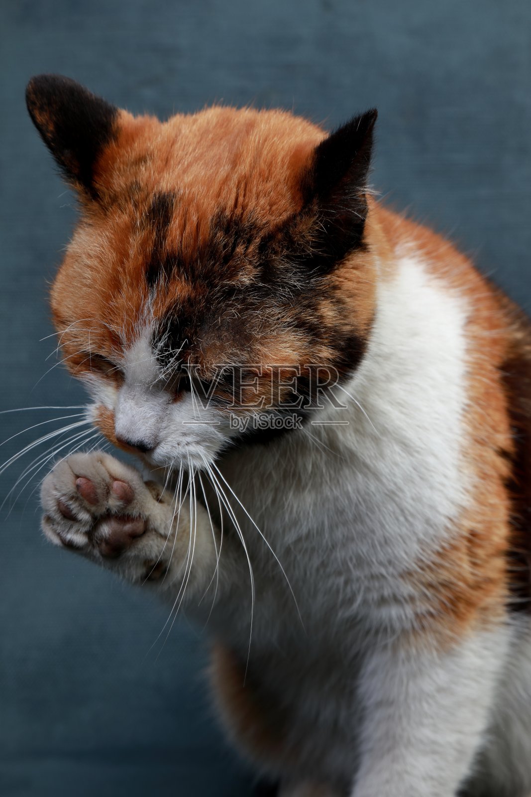 三色猫在工作室的蓝色背景照片摄影图片