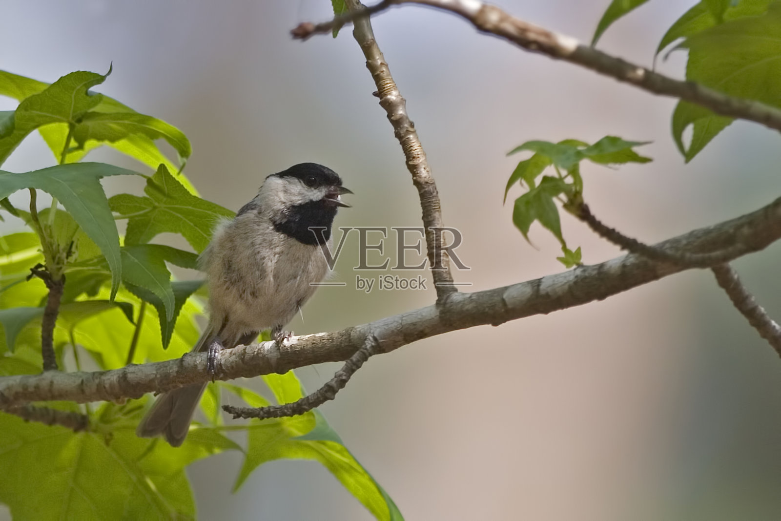 卡罗来纳山雀栖息在树枝上照片摄影图片