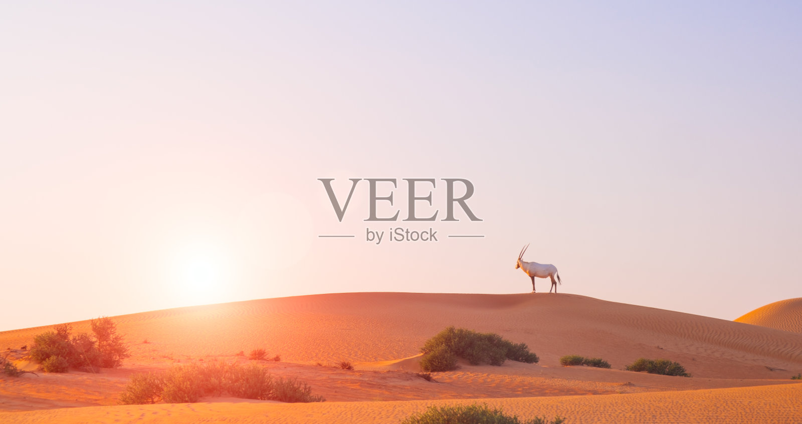 日落时分的金色沙漠沙背景照片摄影图片