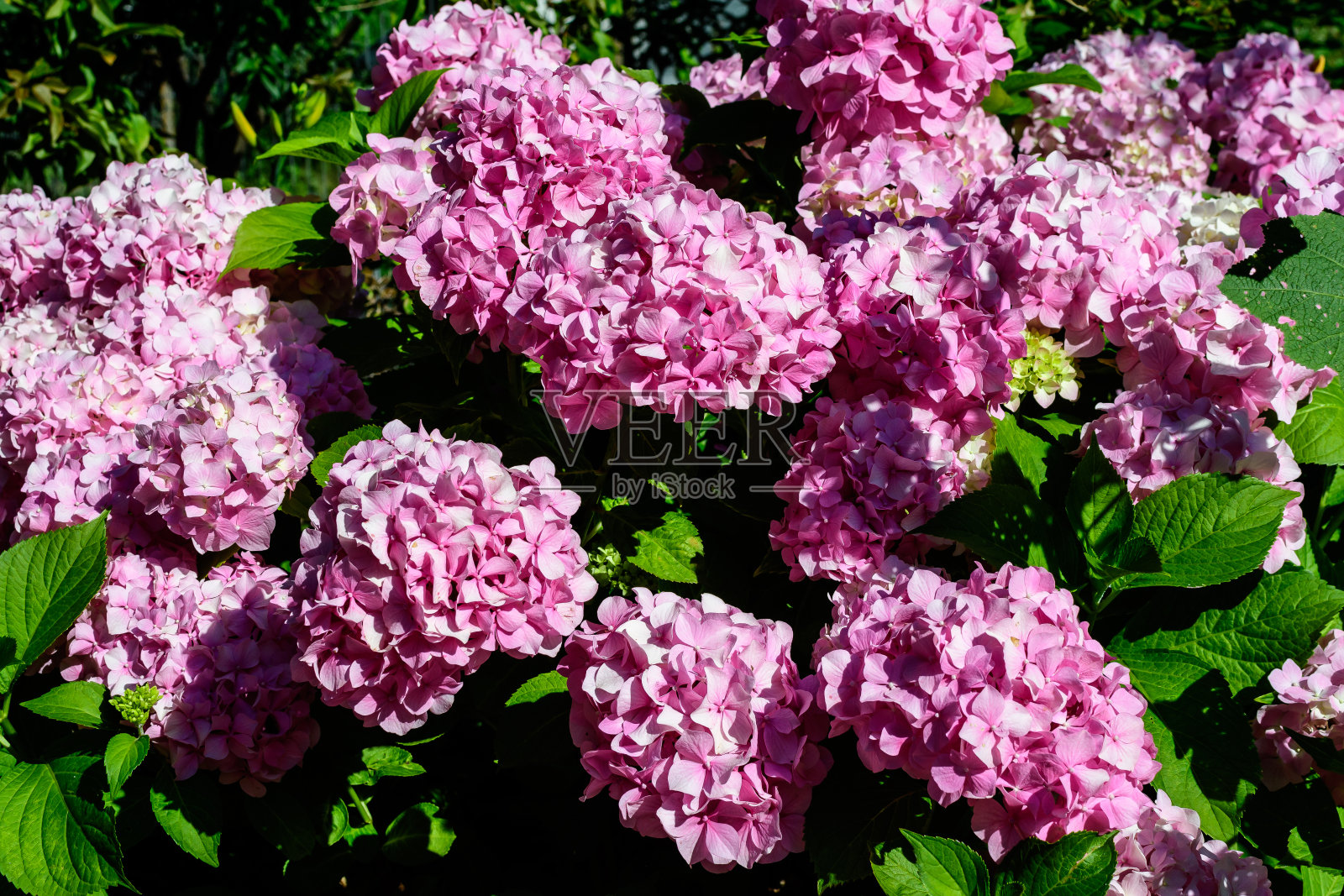 紫红色的绣球花或hortensia灌木在花盆中盛开,以新鲜的绿叶为背景,在一个阳光灿烂的夏天的花园照片摄影图片