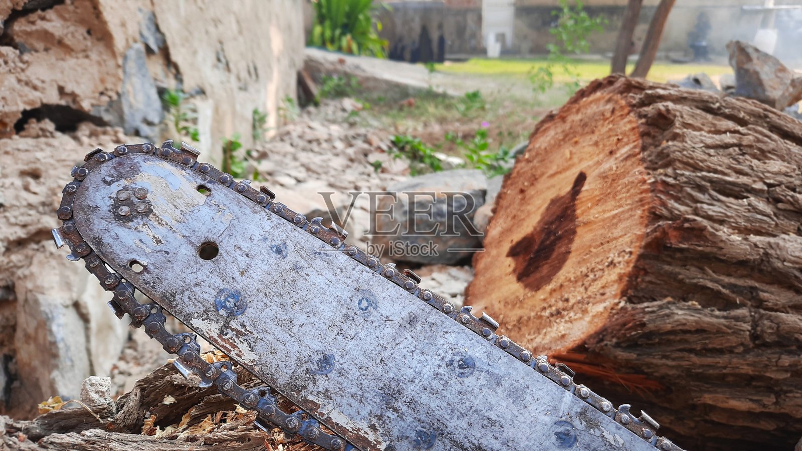 森林中靠近树干的锯木电锯照片摄影图片