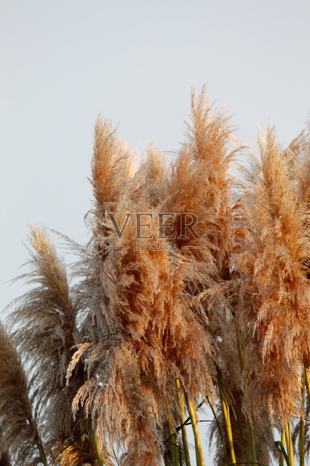 高草植物与掸子的外观照片摄影图片