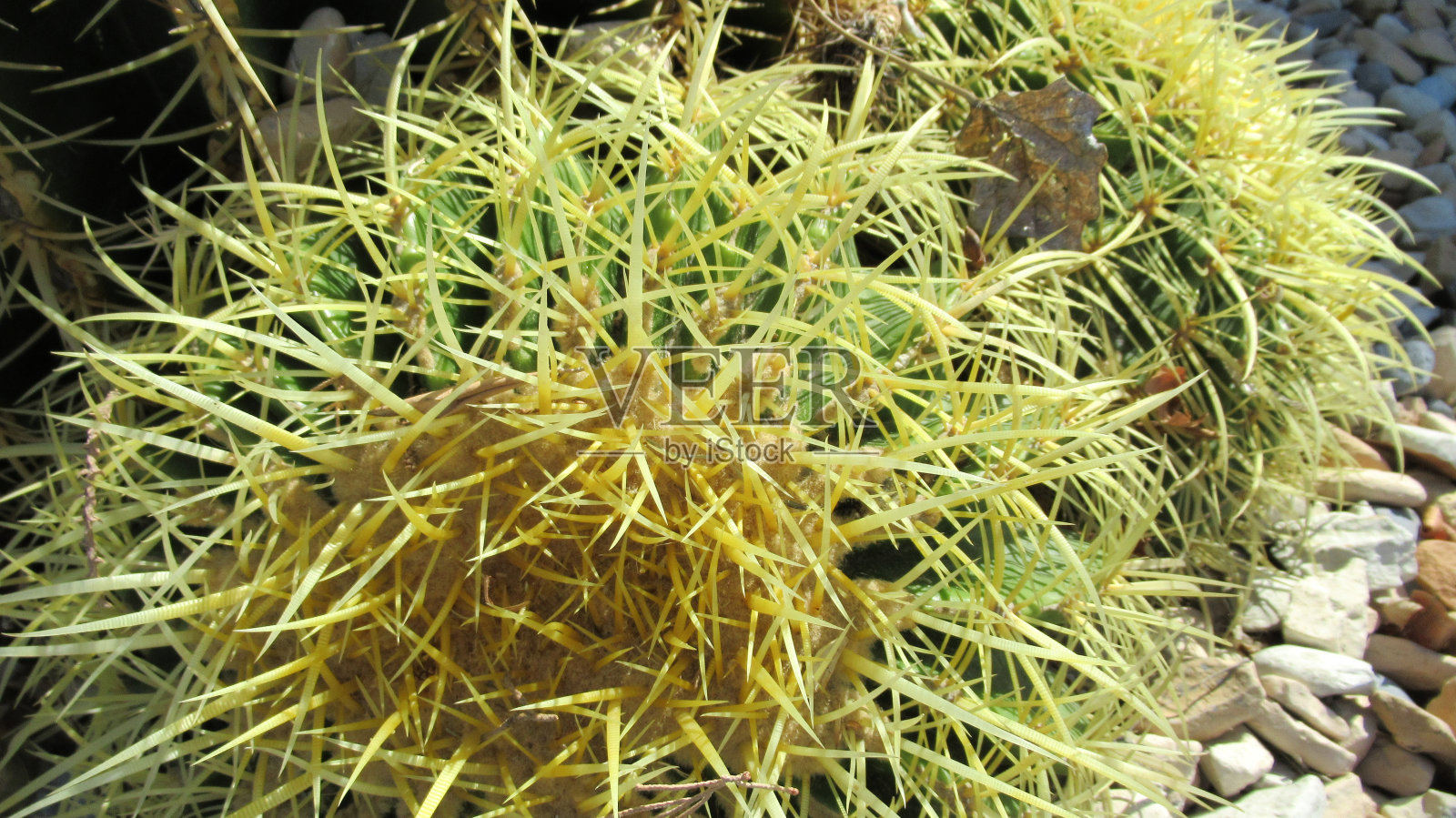 近距离观察植物园里的黄色仙人掌刺照片摄影图片