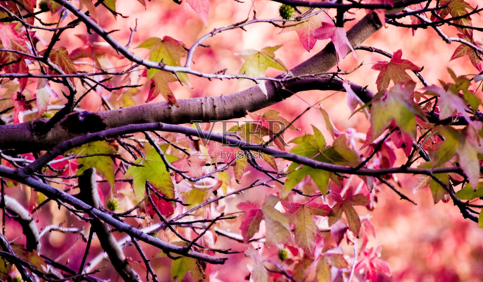 花照片摄影图片