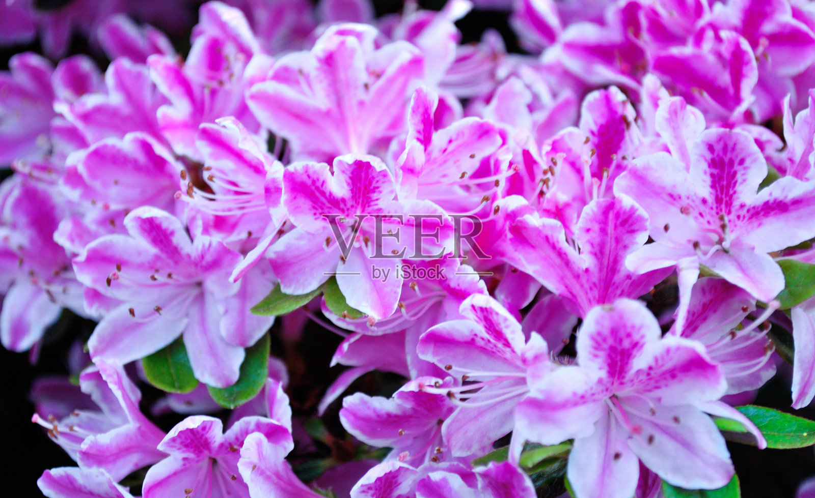 杜鹃花照片摄影图片