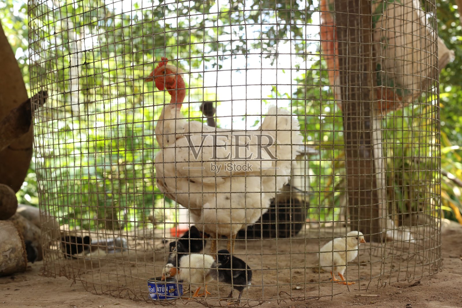 一只白色的大鸡,它的叫声被关在一个小围栏里照片摄影图片