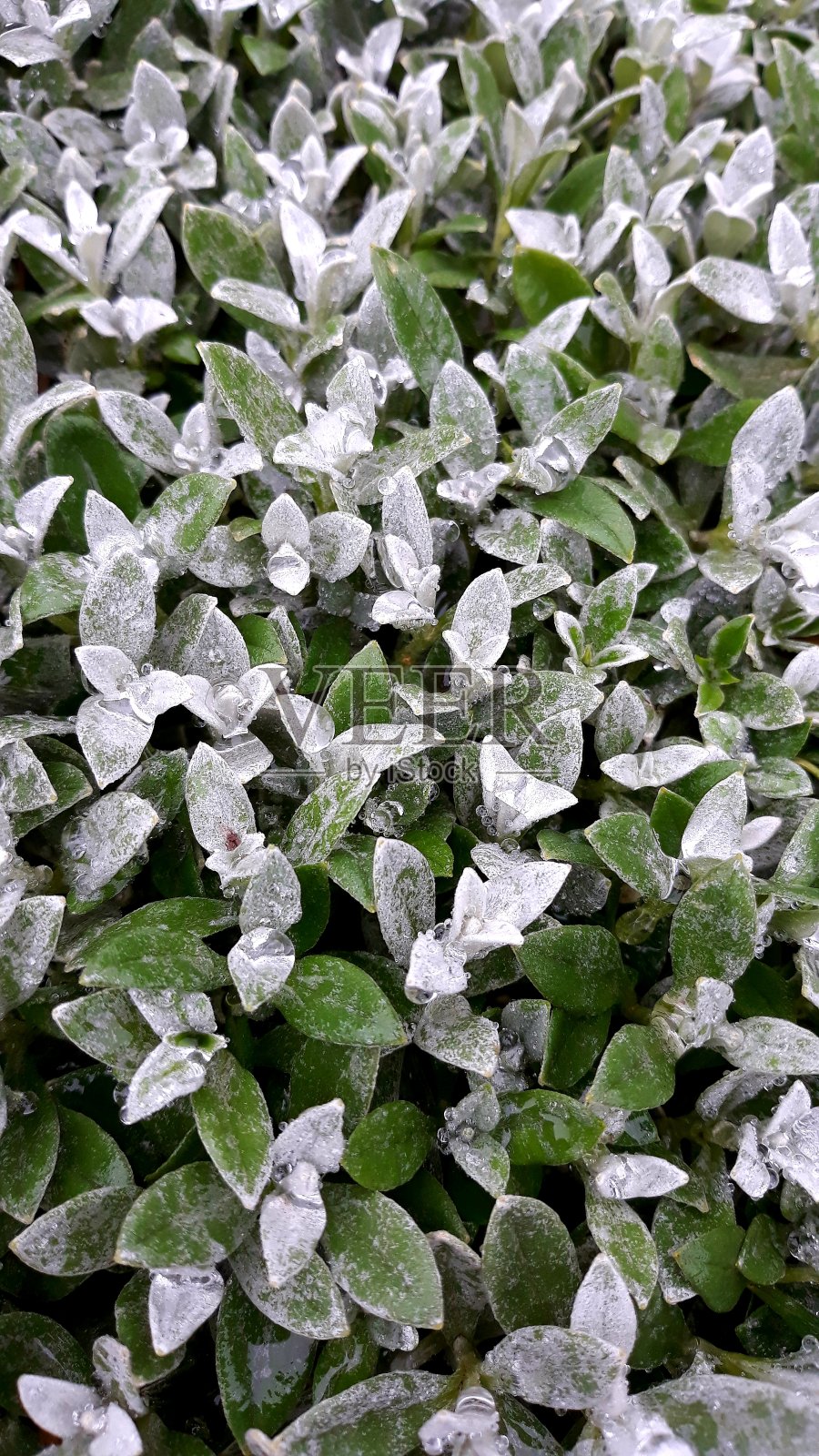 绿色的背景照片摄影图片