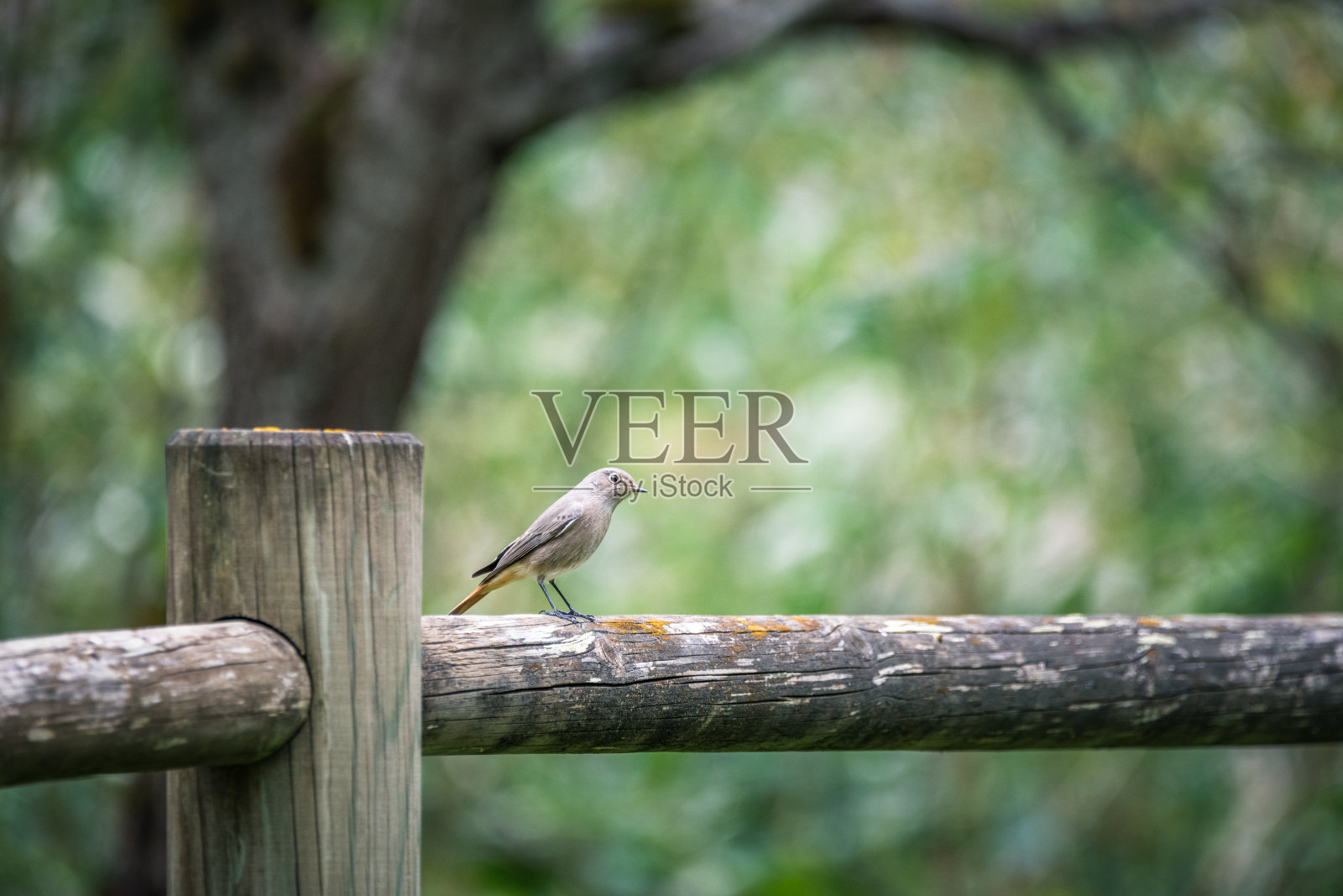 篱笆上的红雀照片摄影图片