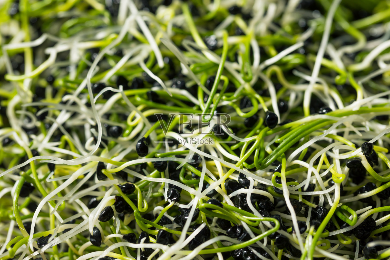 生的绿色有机洋葱芽照片摄影图片