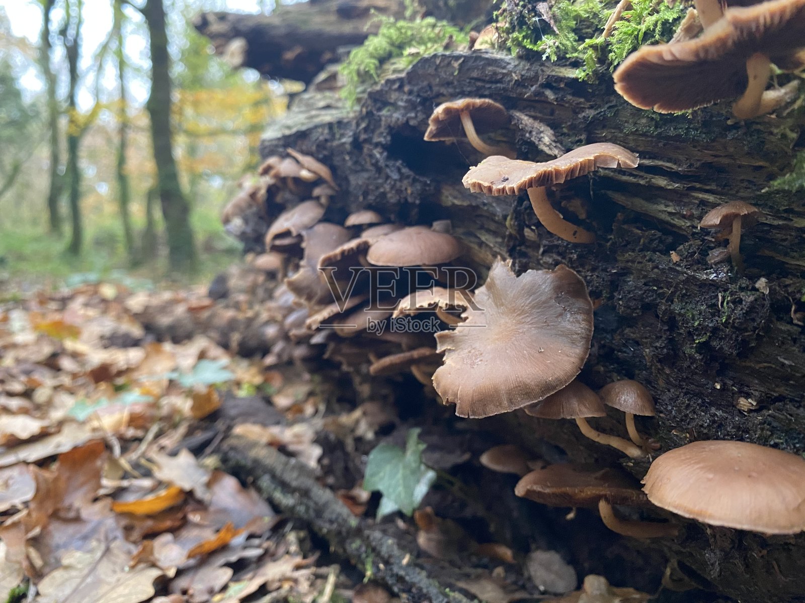 树林里的蘑菇照片摄影图片