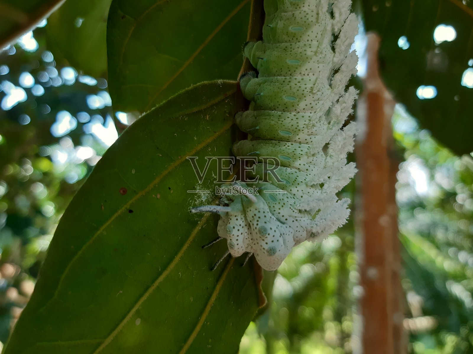 皇蛾照片摄影图片