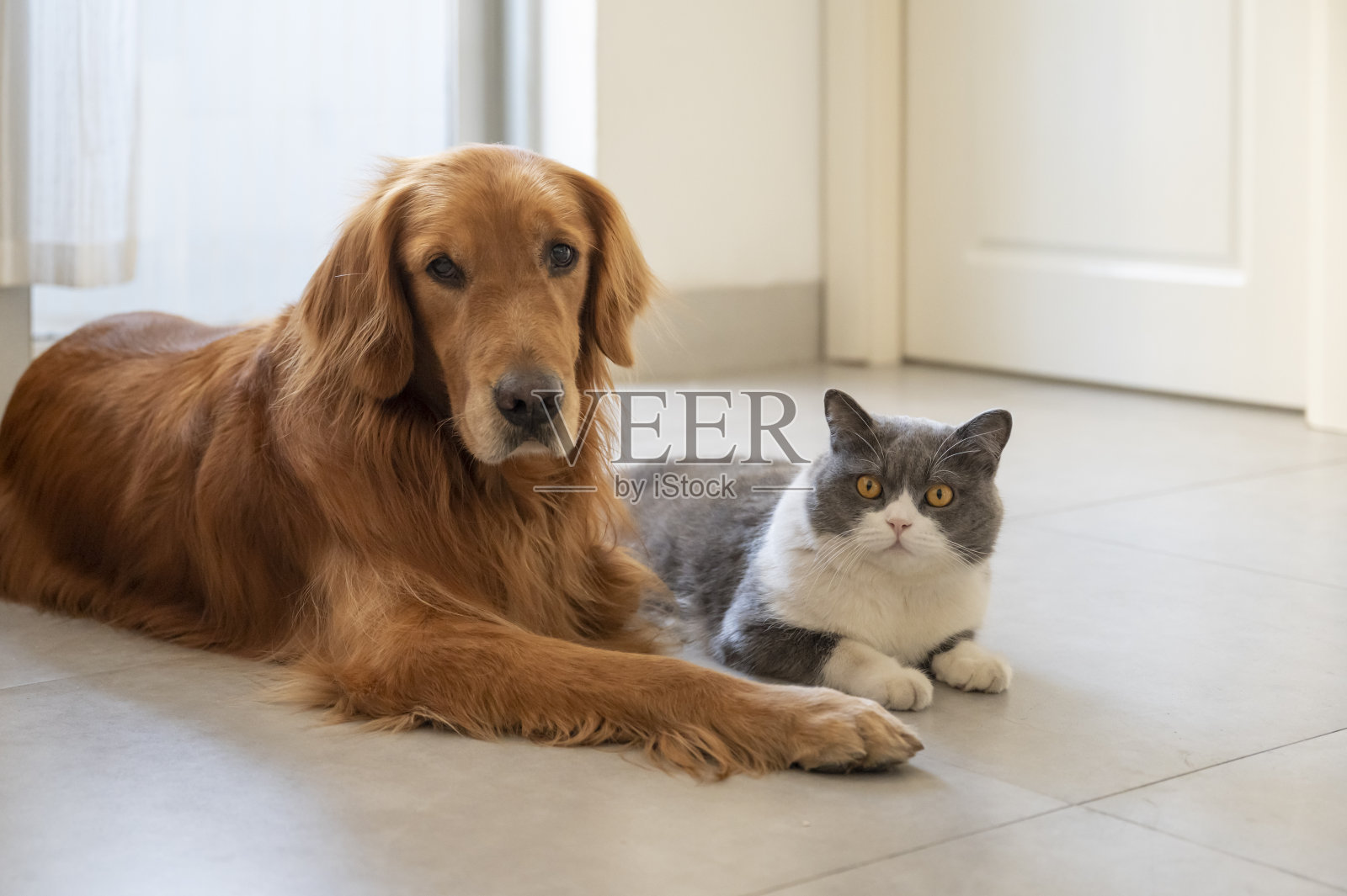 英国短毛犬和金毛猎犬照片摄影图片