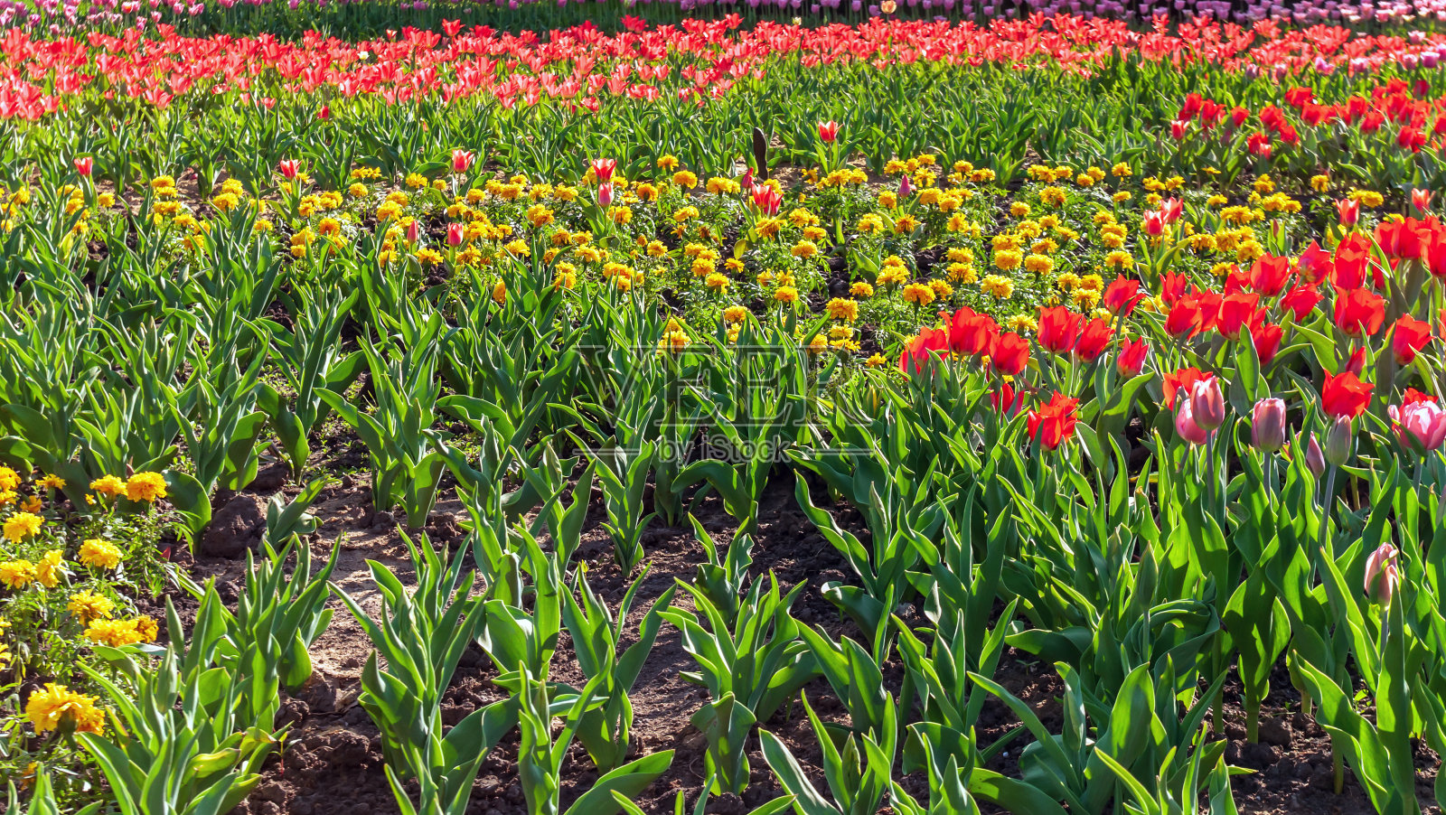 郁金香花园照片摄影图片