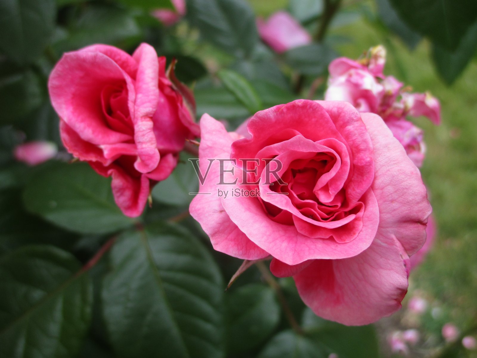 2019年,美丽的红玫瑰在斯坦利公园绽放照片摄影图片