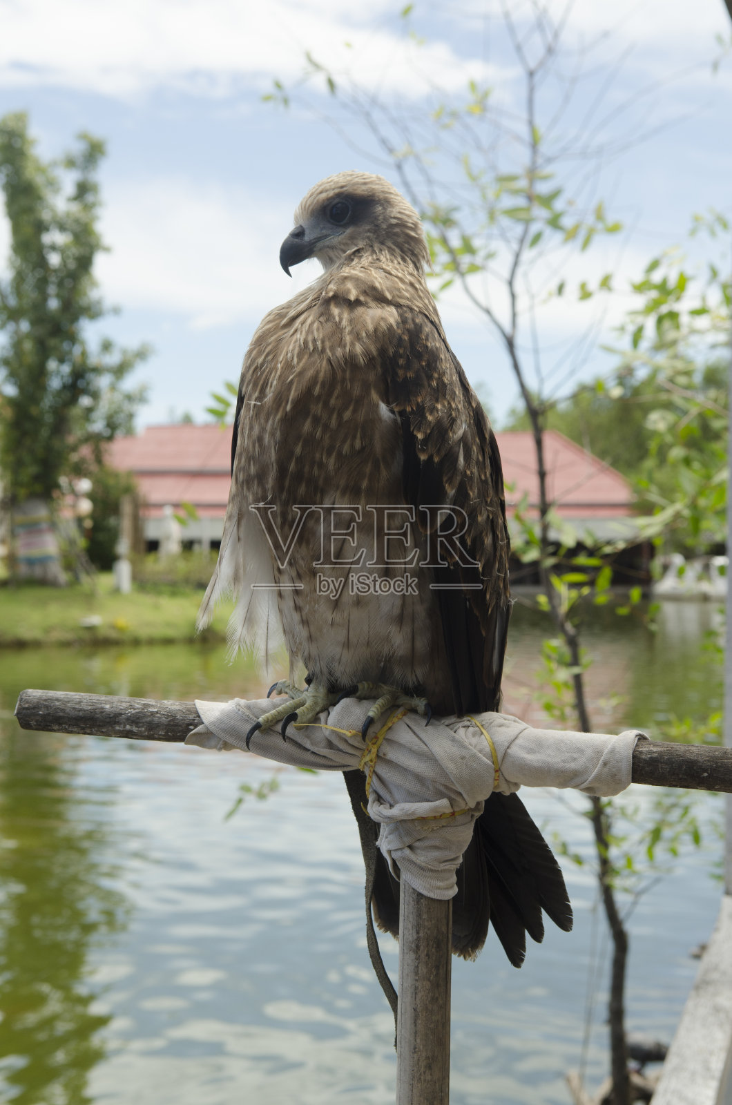 Falco,单身女性站岗照片摄影图片