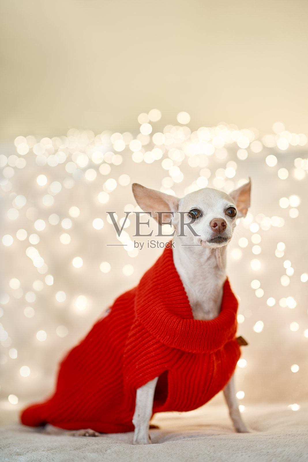 可爱的吉娃娃狗,圣诞节的概念照片摄影图片