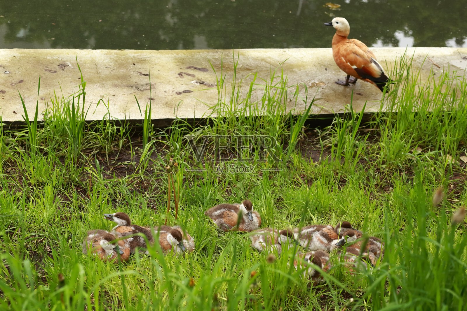 鸭子和小鸭子们在池塘边的草地上休息,特写。照片摄影图片