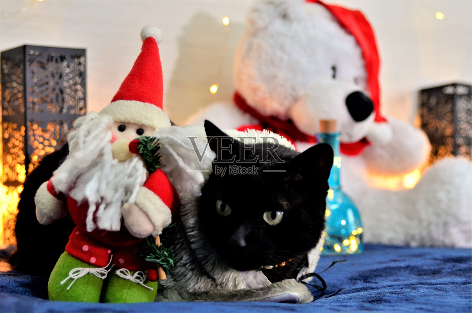 一只短尾黑猫和圣诞老人娃娃照片摄影图片
