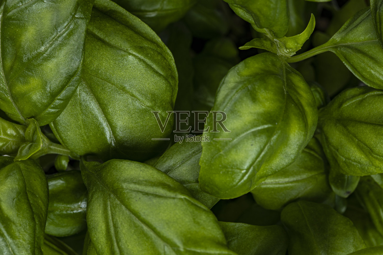 白色背景上的新鲜罗勒照片摄影图片